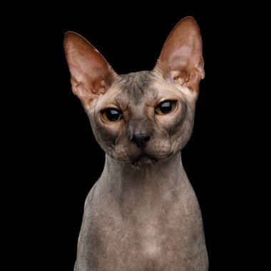 Siyah Arkaplanda izole edilmiş şirin yüzlü Sphynx Cat 'in portresi