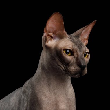 Sphynx Cat 'in portresi Güzel gözler Kara Arkaplanda izole edilmiş, profil görünümü