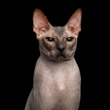 Sphynx Cat 'in portresi Kara Arkaplanda izole edilmiş komik yüzlü, ön manzara