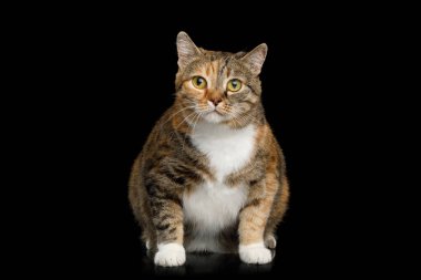 Şişko Zencefil Calico Oturan ve Meraklı Bakan Meraklı Siyah Arka plan, ön manzara