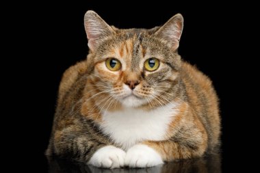 Şişko Zencefil Calico Kedi Yatıyor. ve Sevimli görünüyor ıssız siyah arka planda, ön manzara