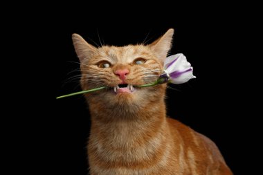 Ginger Cat Lover 'ın yakın plan portresi Mouth' a bir hediye olarak getirildi. Siyah arka planda izole edilmiş bir gülümseme, ön manzara.