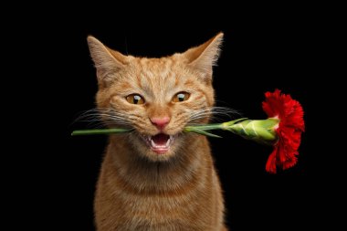 Ginger Cat Lover 'ın yakın plan portresi Mouth' a bir hediye olarak getirildi. Siyah arka planda izole edilmiş bir gülümseme, ön manzara.