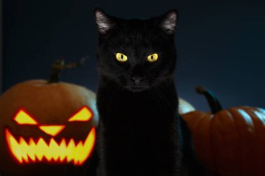 Cadılar Bayramı 'nda balkabaklı Kara Kedi portresi ve korkunç ürkütücü gözler, korkunç korku bayramı, batıl inanç, şeytani hayvan.