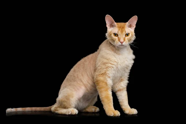 Cute Haired Ginger Sphynx Cat Sentado Olhando Com Interesse Fundo — Fotografia de Stock