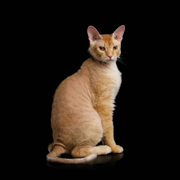 Cute Haired Ginger Sphynx Cat Siedzi Patrząc Zainteresowaniem Izolowane Czarne — Zdjęcie stockowe