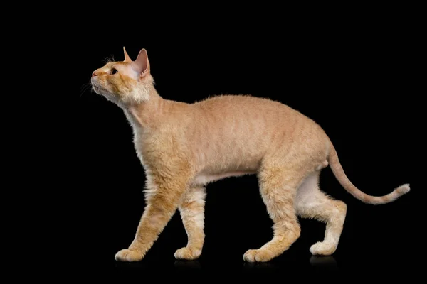 Haired Ginger Sphynx Kot Stojący Patrząc Górę Zainteresowaniem Izolowanym Czarnym — Zdjęcie stockowe