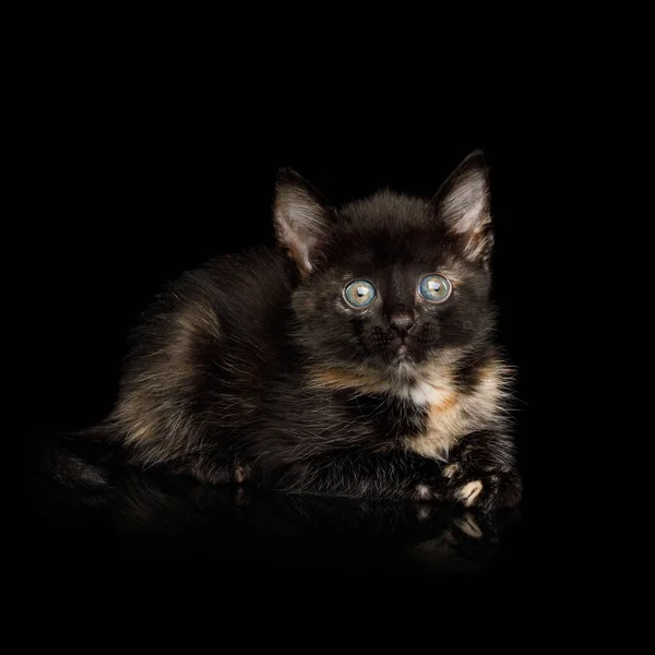 Cute Tortoise Kitten Lying Isolated Background Front View — Stock Photo, Image