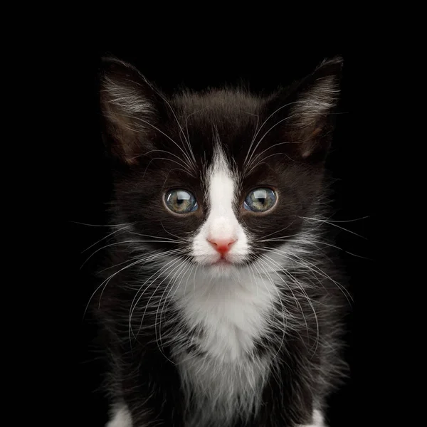 Portrait Black White Kitten Beautiful Eyes Isolated Background Front View — Stock Photo, Image