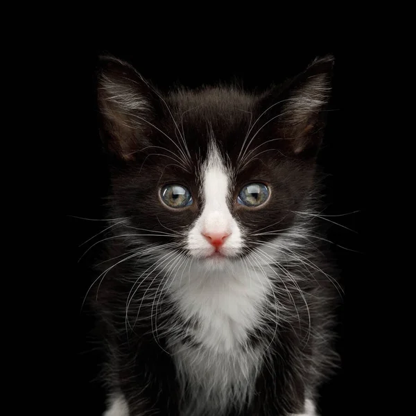 Retrato Preto Com Gatinho Branco Com Belos Olhos Sobre Fundo — Fotografia de Stock