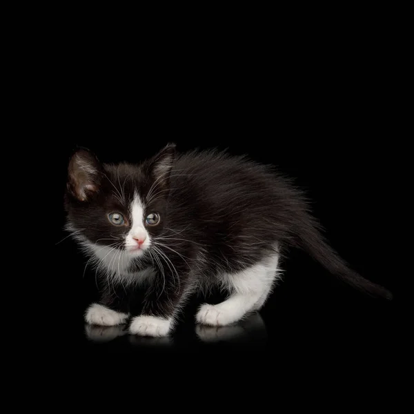 Frightened Black White Kitten Isolated Background Side View — Stock Photo, Image