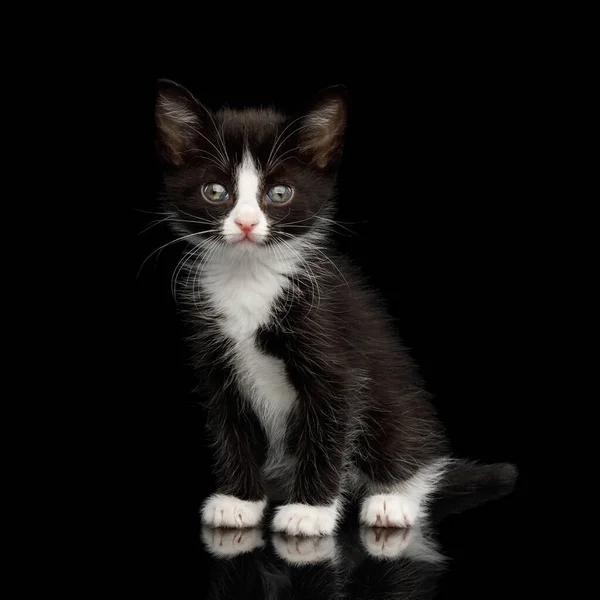 Black White Kitten Beautiful Eyes Sitting Isolated Background Front View — Stock Photo, Image
