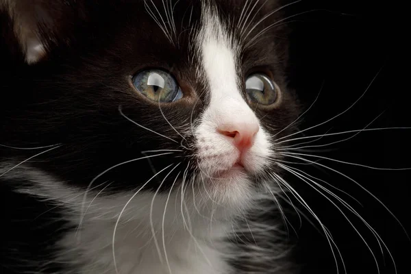 Closeup Portrait Black White Kitten Beautiful Eyes Isolated Background Front — Stock Photo, Image