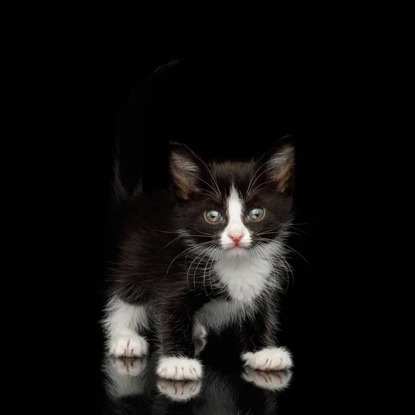 Чорний Білим Кошеням Красивими Очима Виглядає Грайливо Ізольованому Фоні Вид — стокове фото