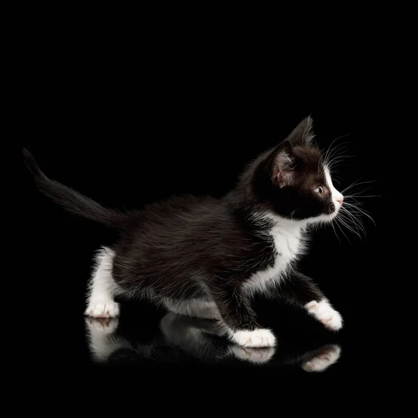 Black White Kitten Beautiful Eyes Looking Playful Isolated Background Side — Stock Photo, Image