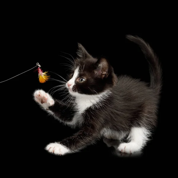 Czarny Białym Kociakiem Zagraj Zabawką Izolowanym Tle Widok Boku — Zdjęcie stockowe