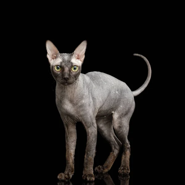 Sphynx猫立ちと見てアラート黒の背景に隔離され フロントビュー — ストック写真