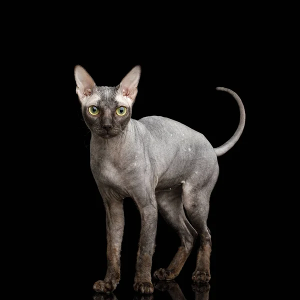 Sphynx Katt Stående Och Ser Alert Isolerad Svart Bakgrund Framifrån — Stockfoto