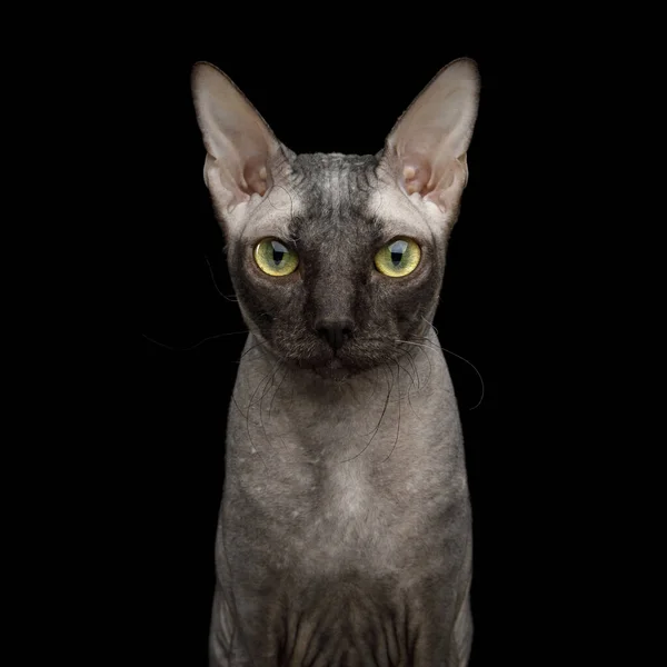 Ritratto Sphynx Cat Curioso Stare Fotocamera Isolato Sfondo Nero Vista — Foto Stock
