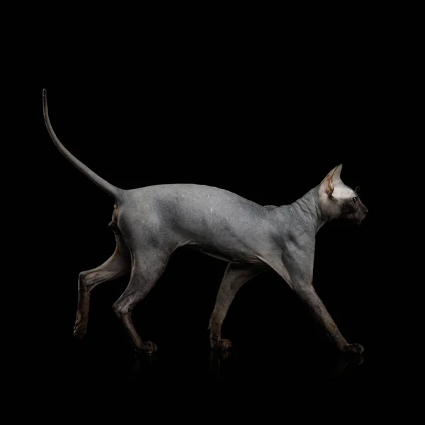 Sphynxキャットウォークとポーズ黒の背景に隔離されました サイドビュー — ストック写真