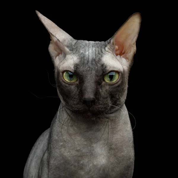 Sphynx猫座と黒の背景に隔離された好奇心旺盛な眼鏡の肖像 耳を回します — ストック写真