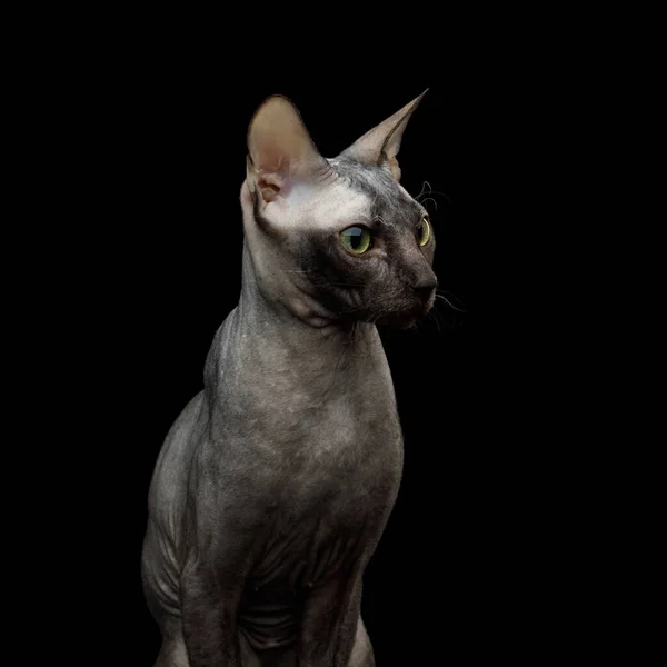 Portrait Sphynx Cat Curious Stare Isolated Black Background Profile View — Stock Photo, Image