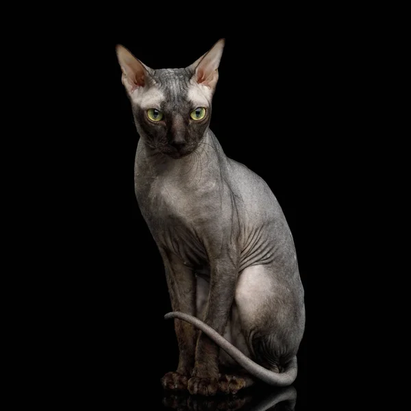 Sphynx Cat Sentado Curioso Aislado Sobre Fondo Negro Vista Frontal —  Fotos de Stock