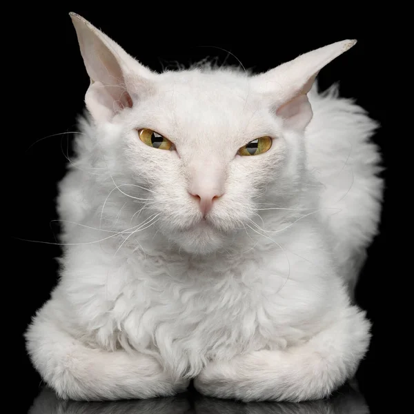 Close Gato Esfinge Olhos Estreitos Com Pele Branca Deitado Sly — Fotografia de Stock