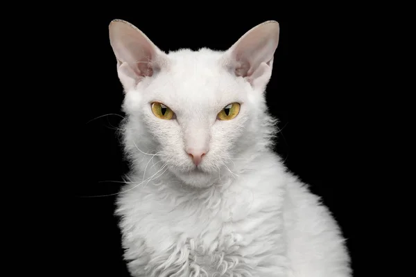 Retrato Gato Esfinge Ojos Estrechos Con Piel Blanca Mirando Cámara —  Fotos de Stock