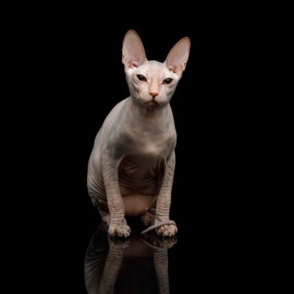 Pink Sphynx Cat Sitting Isolado Fundo Preto Vista Frontal — Fotografia de Stock