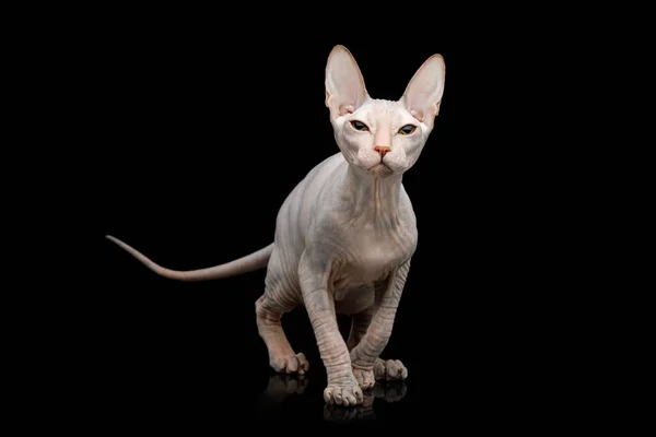 Sphynx Katt Jakt Tittar Upp Isolerad Svart Bakgrund — Stockfoto