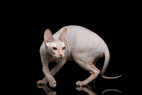 Sphynx Katt Crouching Jakt Ser Tillbaka Isolerad Svart Bakgrund — Stockfoto
