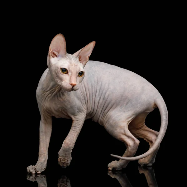 Gato Esfinge Brincalhão Olhando Para Trás Isolado Fundo Preto — Fotografia de Stock