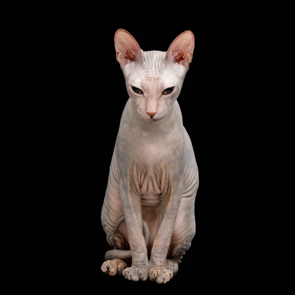 可爱的Sphynx猫坐 隔离在黑色背景 前视图 — 图库照片