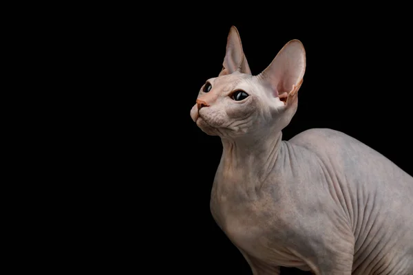 Porträtt Sphynx Cat Isolerad Svart Bakgrund Profilvy — Stockfoto