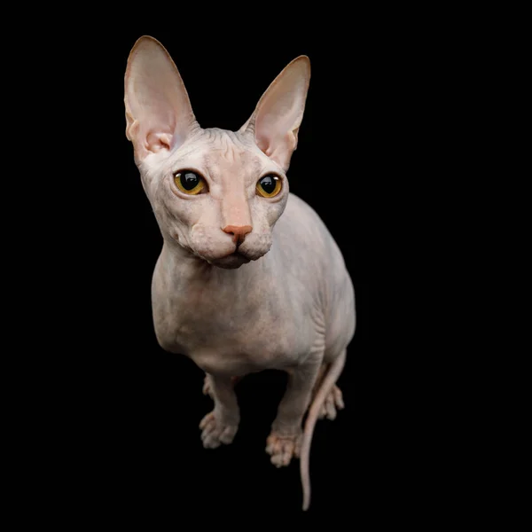 Söt Sphynx Katt Sitter Tittar Upp Isolerad Svart Bakgrund Ovanifrån — Stockfoto