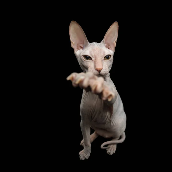 Funny Sphynx Cat Sitting Raising Paw Isolated Black Background Top — Stock Photo, Image