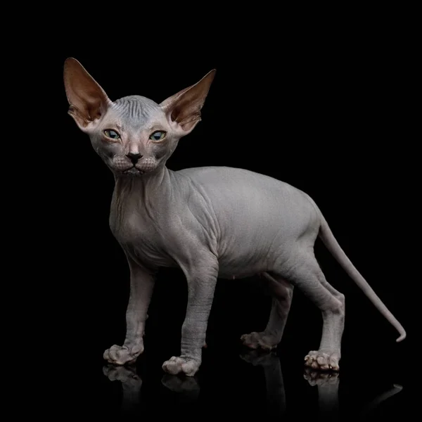 Funny Sphynx Kitten Standing Curious Looks Isolated Black Background Front — Stock Photo, Image