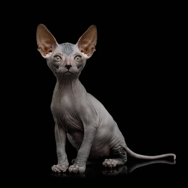 Funny Sphynx Kitten Sitting Curious Looks Isolated Black Background Front — Stock Photo, Image
