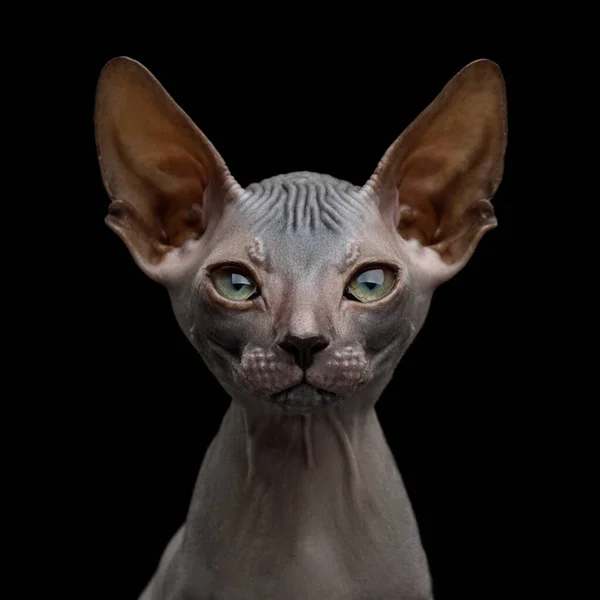 Närbild Porträtt Funny Sphynx Kitten Nyfiken Blickande Isolerad Svart Bakgrund — Stockfoto