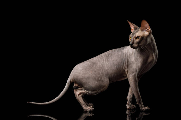 Adorable Sphynx Cat Walk and Looking back Isolated on Black Background, side view