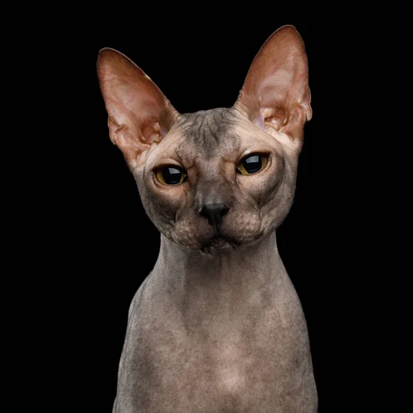 Портрет Кошки Сфинкса Милым Лицом Изолированным Черном Фоне Вид Спереди — стоковое фото