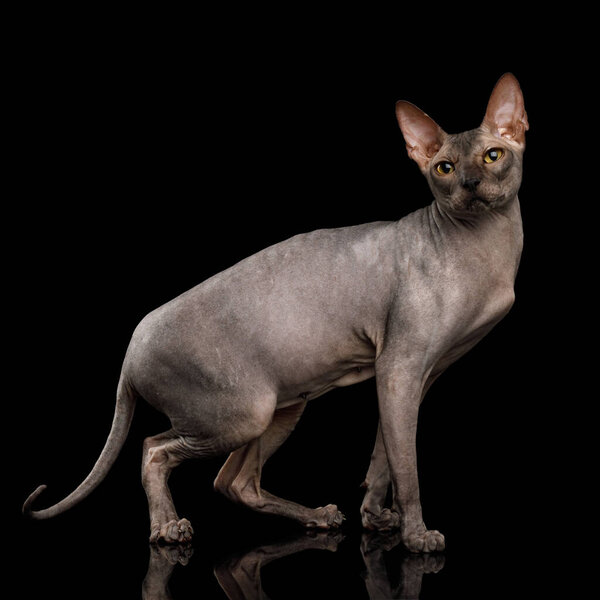 Adorable Sphynx Cat Walk and Looking up Isolated on Black Background, side view