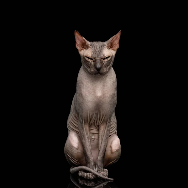 Sphynx Cat Ssitting Gazing Squints Isolted Black Background Front View — 图库照片