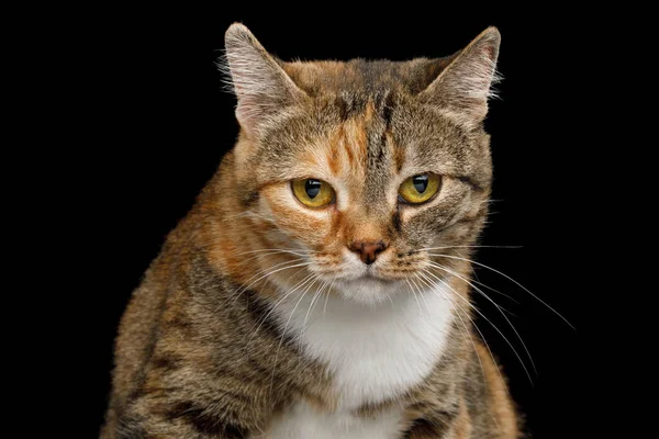Porträt Von Fat Ginger Calico Cat Sieht Traurig Aus Auf — Stockfoto