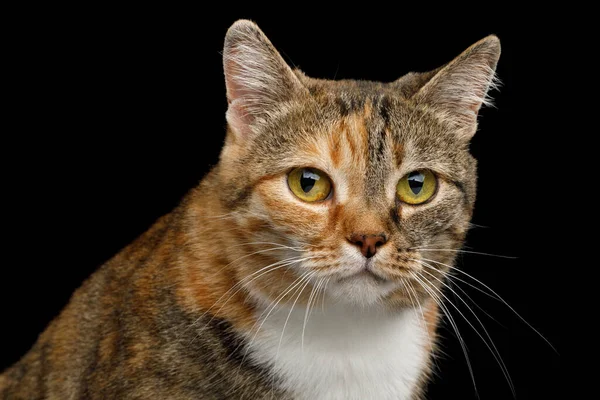Porträt Von Fat Ginger Calico Cat Sieht Traurig Aus Auf — Stockfoto