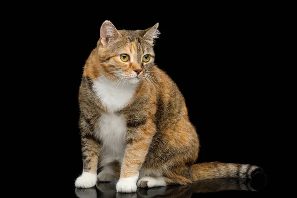 Fat Ginger Calico Cat Sitting Isolated Black Background Side View — Stock Photo, Image