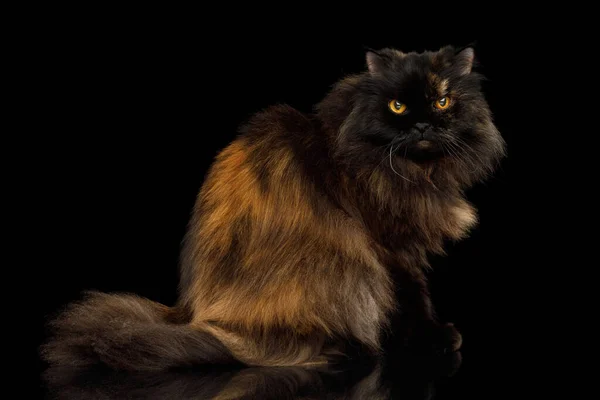 Red Brown Angry Persian Cat Sitting Isolated Black Background — Stock Photo, Image