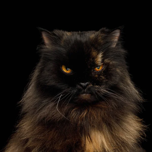 Portrait Angry Persian Cat Red Brown Fur Gazing Isolated Black — Stock Photo, Image