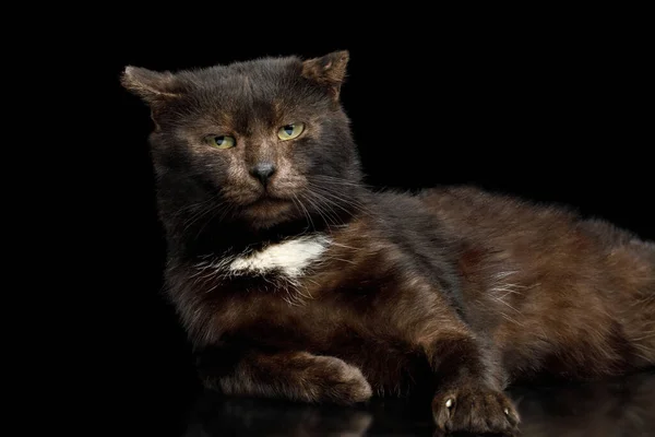 Ruhe Braune Katze Sieht Aus Wie Bär Auf Isoliertem Schwarzen — Stockfoto